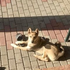 Картинка найдена собака В городе Тамбов нашлась собачушка. Тамбов