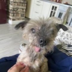 Подробнее об объявлении «Найдена собака кобель йорка Химки» Фото: найдена собака Йоркширский терьер «Найдена собака кобель йорка Химки» в г. Химки