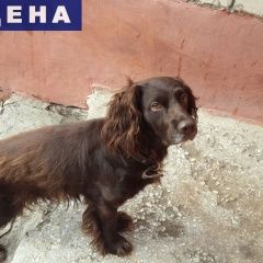 Подробнее об объявлении «Найдена собака Тамбов» Фото: найдена собака  «Найдена собака Тамбов» в г. Тамбов