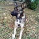 Подробнее об объявлении «Найдена собака Нижний Новгород» Фото: найдена собака  «Найдена собака Нижний Новгород» в г. Нижний Новгород