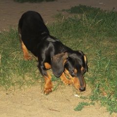 Подробнее об объявлении «Липецк Найдена собака кобель такса, мальчик» Фото: найдена собака Такса «Липецк Найдена собака кобель такса, мальчик» в г. Липецк