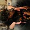 Подробнее об объявлении «Найдена собака кобель Ангарск» Фото: найдена собака Такса «Найдена собака кобель Ангарск» в г. Ангарск