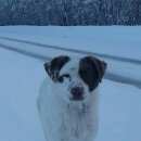 Подробнее об объявлении «Вуктыл Найдена собака живёт на переправе через печору» Фото: найдена собака  «Вуктыл Найдена собака живёт на переправе через...» в г. Вуктыл