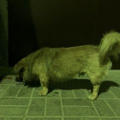 Подробнее об объявлении «Краснодар Найдена собака кобель пес» Фото: найдена собака  «Краснодар Найдена собака кобель пес» в г. Краснодар