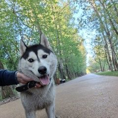 Подробнее об объявлении «Найдена собака кобель хаски. парк кусково Москва» Фото: найдена собака Сибирская хаски «Найдена собака кобель хаски. парк кусково Москва» в г. Москва