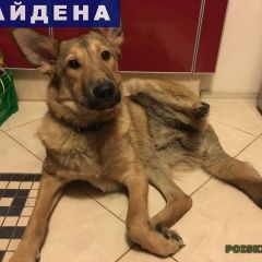 Подробнее об объявлении «Найдена собака кобель метис лайки Санкт-Петербург» Фото: найдена собака  «Найдена собака кобель метис лайки Санкт-Петербург» в г. Санкт-Петербург