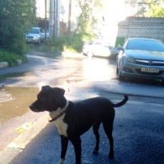 Подробнее об объявлении «Найдена собака Нижний Новгород» Фото: найдена собака  «Найдена собака Нижний Новгород» в г. Нижний Новгород