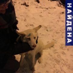 Подробнее об объявлении «Найдена собака кобель Москва» Фото: найдена собака  «Найдена собака кобель Москва» в г. Москва