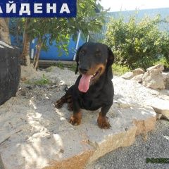 Подробнее об объявлении «Копейск Найдена собака кобель такса в е. мальчик.» Фото: найдена собака Такса «Копейск Найдена собака кобель такса в е. мальчик.» в г. Копейск