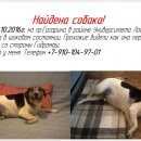 Подробнее об объявлении «Нижний Новгород Найдена собака» Фото: найдена собака  «Нижний Новгород Найдена собака» в г. Нижний Новгород
