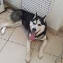 Подробнее об объявлении «Найдена собака кобель Нижний Новгород» Фото: найдена собака  «Найдена собака кобель Нижний Новгород» в г. Нижний Новгород