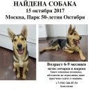 Подробнее об объявлении «Найдена собака раменки Москва» Фото: найдена собака  «Найдена собака раменки Москва» в г. Москва