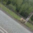 Подробнее об объявлении «Найдена собака Пермь» Фото: найдена собака Чау-чау «Найдена собака Пермь» в г. Пермь