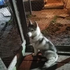 Подробнее об объявлении «Найдена собака Кемерово» Фото: найдена собака Сибирская хаски «Найдена собака Кемерово» в г. Кемерово