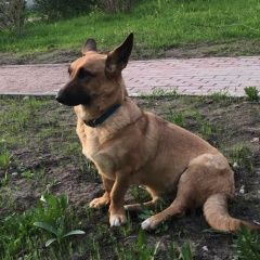 Подробнее об объявлении «Найдена собака где собака сейчас - неизвестно Санкт-Петербург» Фото: найдена собака  «Найдена собака где собака сейчас - неизвестно...» в г. Санкт-Петербург