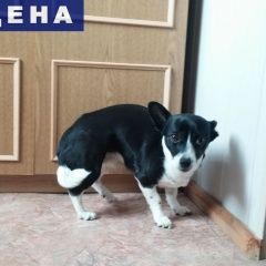 Подробнее об объявлении «Найдена собака Ставрополь» Фото: найдена собака  «Найдена собака Ставрополь» в г. Ставрополь