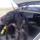 Подробнее об объявлении «Иваново Найдена собака» Фото: найдена собака Дратхаар «Иваново Найдена собака» в г. Иваново