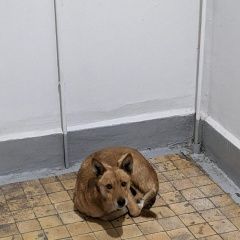 Подробнее об объявлении «Найдена собака район сокол Москва» Фото: найдена собака  «Найдена собака район сокол Москва» в г. Москва