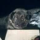 Подробнее об объявлении «Смоленск Найдена собака ищет хозяина за русиловом» Фото: найдена собака  «Смоленск Найдена собака ищет хозяина за русиловом» в г. Смоленск