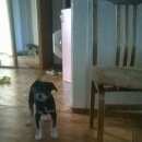 Подробнее об объявлении «Братск Найдена собака» Фото: найдена собака  «Братск Найдена собака» в г. Братск