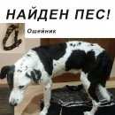 Подробнее об объявлении «Найдена собака кобель Истра» Фото: найдена собака  «Найдена собака кобель Истра» в г. Истра