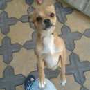 Подробнее об объявлении «Ставрополь Найдена собака» Фото: найдена собака Той-терьер «Ставрополь Найдена собака» в г. Ставрополь