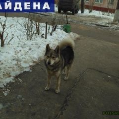 Подробнее об объявлении «Найдена собака кобель мальч хаски ошейник-черн ремень с пряжк Королев» Фото: найдена собака  «Найдена собака кобель мальч хаски ошейник-черн...» в г. Королев
