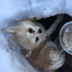 Подробнее об объявлении «Найдена собака в строгино чихуахуа Москва» Фото: найдена собака Чихуахуа «Найдена собака в строгино чихуахуа Москва» в г. Москва