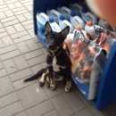 Подробнее об объявлении «Найдена собака Нижний Новгород» Фото: найдена собака  «Найдена собака Нижний Новгород» в г. Нижний Новгород