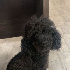 Подробнее об объявлении «Найдена собака кобель Иркутск» Фото: найдена собака Пудель «Найдена собака кобель Иркутск» в г. Иркутск