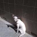 Подробнее об объявлении «Челябинск Найдена собака» Фото: найдена собака  «Челябинск Найдена собака» в г. Челябинск