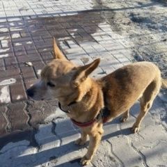 Подробнее об объявлении «Найдена собака кобель Ханты-Мансийск» Фото: найдена собака  «Найдена собака кобель Ханты-Мансийск» в г. Ханты-Мансийск
