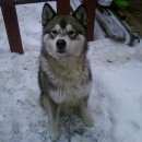 Подробнее об объявлении «Энгельс Найдена собака кобель» Фото: найдена собака Аляскинский маламут «Энгельс Найдена собака кобель» в г. Энгельс