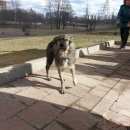 Подробнее об объявлении «Найдена собака Химки» Фото: найдена собака  «Найдена собака Химки» в г. Химки