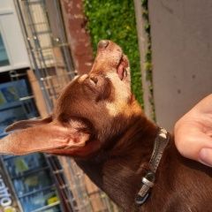 Подробнее об объявлении «Найдена собака кобель южное бутово Москва» Фото: найдена собака Русский той-терьер «Найдена собака кобель южное бутово Москва» в г. Москва