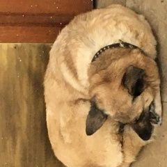 Подробнее об объявлении «Найдена собака район вднх Москва» Фото: найдена собака  «Найдена собака район вднх Москва» в г. Москва