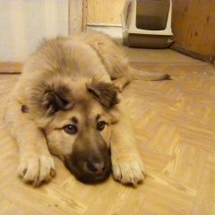 Подробнее об объявлении «Найдена собака кобель щенок, похож на кавказца Обнинск» Фото: найдена собака  «Найдена собака кобель щенок, похож на кавказца...» в г. Обнинск