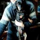 Подробнее об объявлении «Найдена собака кобель молодой таксик Нижний Новгород» Фото: найдена собака Такса «Найдена собака кобель молодой таксик Нижний...» в г. Нижний Новгород