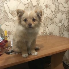 Подробнее об объявлении «Ростов-на-Дону Найдена собака» Фото: найдена собака  «Ростов-на-Дону Найдена собака» в г. Ростов-на-Дону