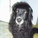 Подробнее об объявлении «Ижевск Найдена собака кобель» Фото: найдена собака  «Ижевск Найдена собака кобель» в г. Ижевск