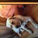 Подробнее об объявлении «Найдена собака лабрадор Нижний Новгород» Фото: найдена собака  «Найдена собака лабрадор Нижний Новгород» в г. Нижний Новгород