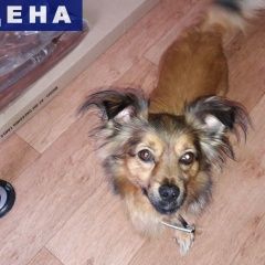 Подробнее об объявлении «Сургут Найдена собака кобель, район бульвара писателей, д.» Фото: найдена собака Пекинес «Сургут Найдена собака кобель, район бульвара...» в г. Сургут