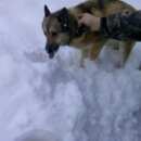 Подробнее об объявлении «Спас-Клепики Найдена собака кобель западно сибирская лайка» Фото: найдена собака Западно-сибирская лайка «Спас-Клепики Найдена собака кобель западно...» в г. Спас-Клепики