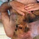 Подробнее об объявлении «Энгельс Найдена собака» Фото: найдена собака Чихуахуа «Энгельс Найдена собака» в г. Энгельс