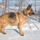 Подробнее об объявлении «Найдена собака немецкая овчарка Химки» Фото: найдена собака Немецкая овчарка «Найдена собака немецкая овчарка Химки» в г. Химки