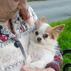 Подробнее об объявлении «Найдена собака кобель Анапа» Фото: найдена собака Чихуахуа «Найдена собака кобель Анапа» в г. Анапа