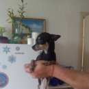 Подробнее об объявлении «Красноярск Найдена собака» Фото: найдена собака Той-терьер «Красноярск Найдена собака» в г. Красноярск