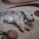 Подробнее об объявлении «Воронеж Найдена собака кобель sos sos sos» Фото: найдена собака  «Воронеж Найдена собака кобель sos sos sos» в г. Воронеж