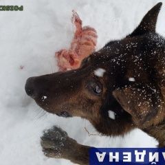 Подробнее об объявлении «Найдена собака Нижнекамск» Фото: найдена собака  «Найдена собака Нижнекамск» в г. Нижнекамск