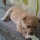 Подробнее об объявлении «Новокуйбышевск Найдена собака отдам в добрые руки» Фото: найдена собака  «Новокуйбышевск Найдена собака отдам в добрые руки» в г. Новокуйбышевск